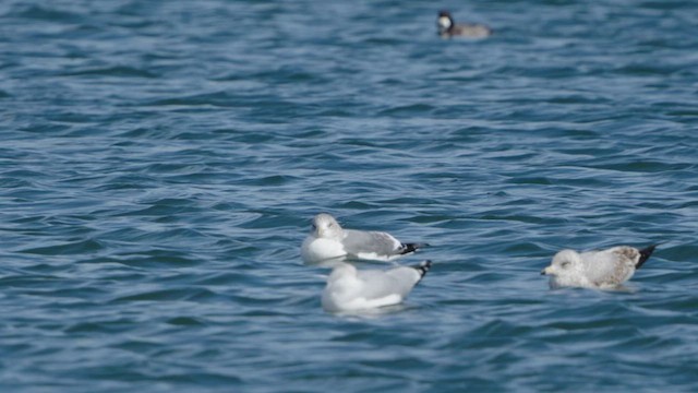 Common Gull (Kamchatka) - ML630874840