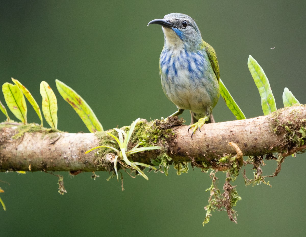 Shining Honeycreeper - ML630874846