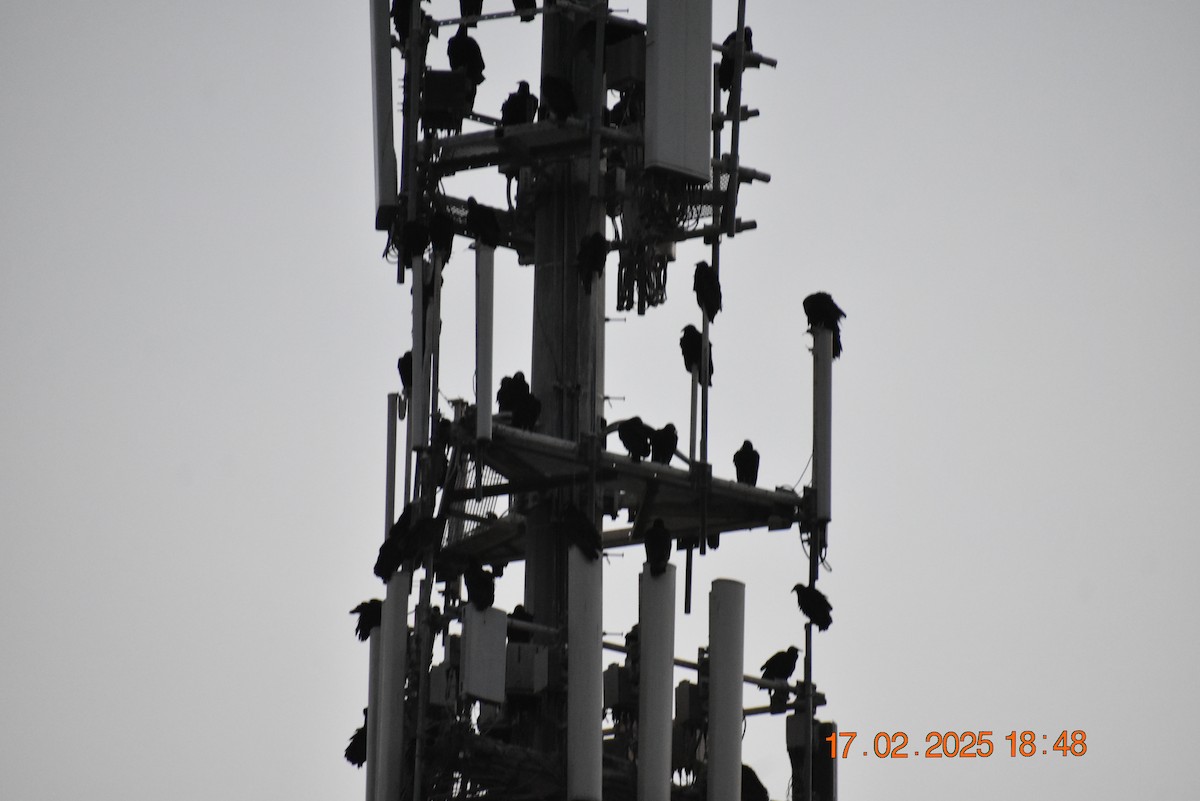Neuweltgeier, unbestimmt - ML630874898