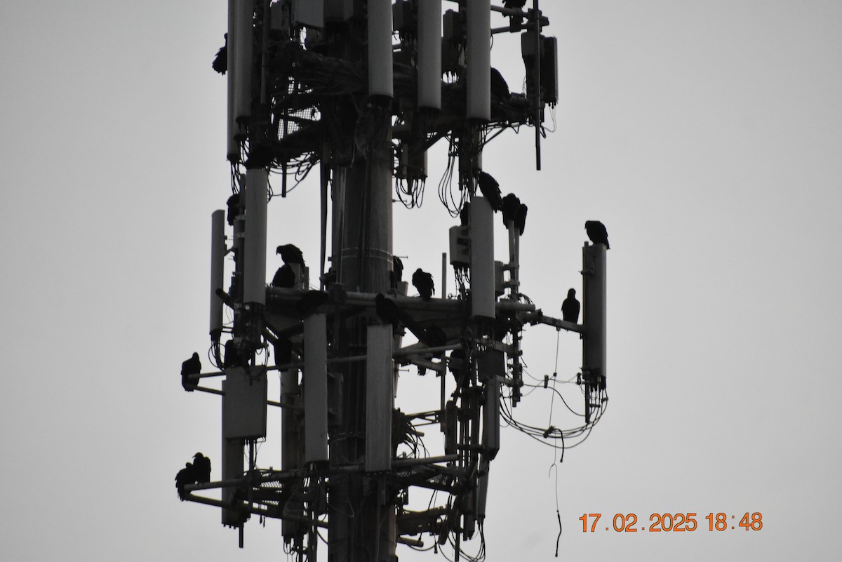 Neuweltgeier, unbestimmt - ML630874908