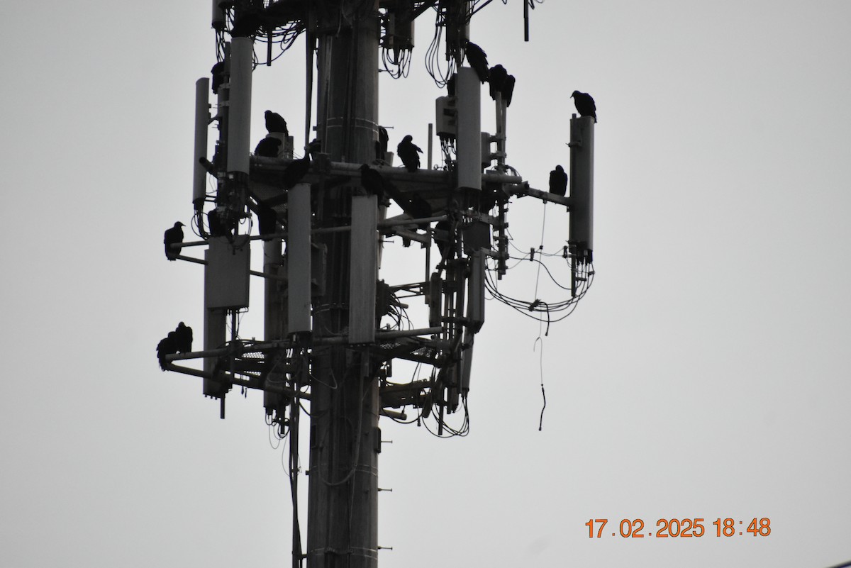 Neuweltgeier, unbestimmt - ML630874929