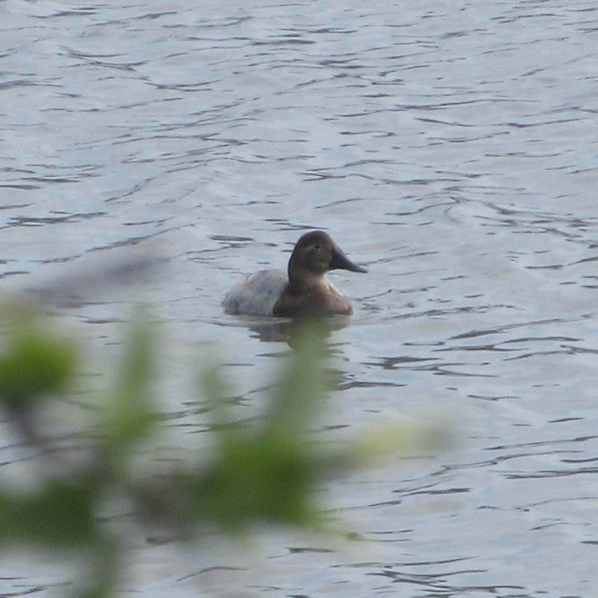 Canvasback - ML630874955