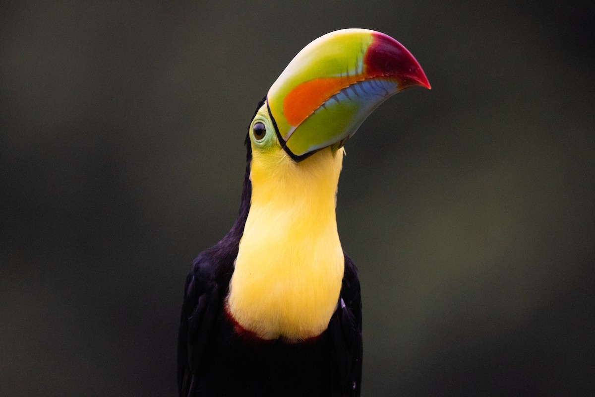 Keel-billed Toucan - ML630874969