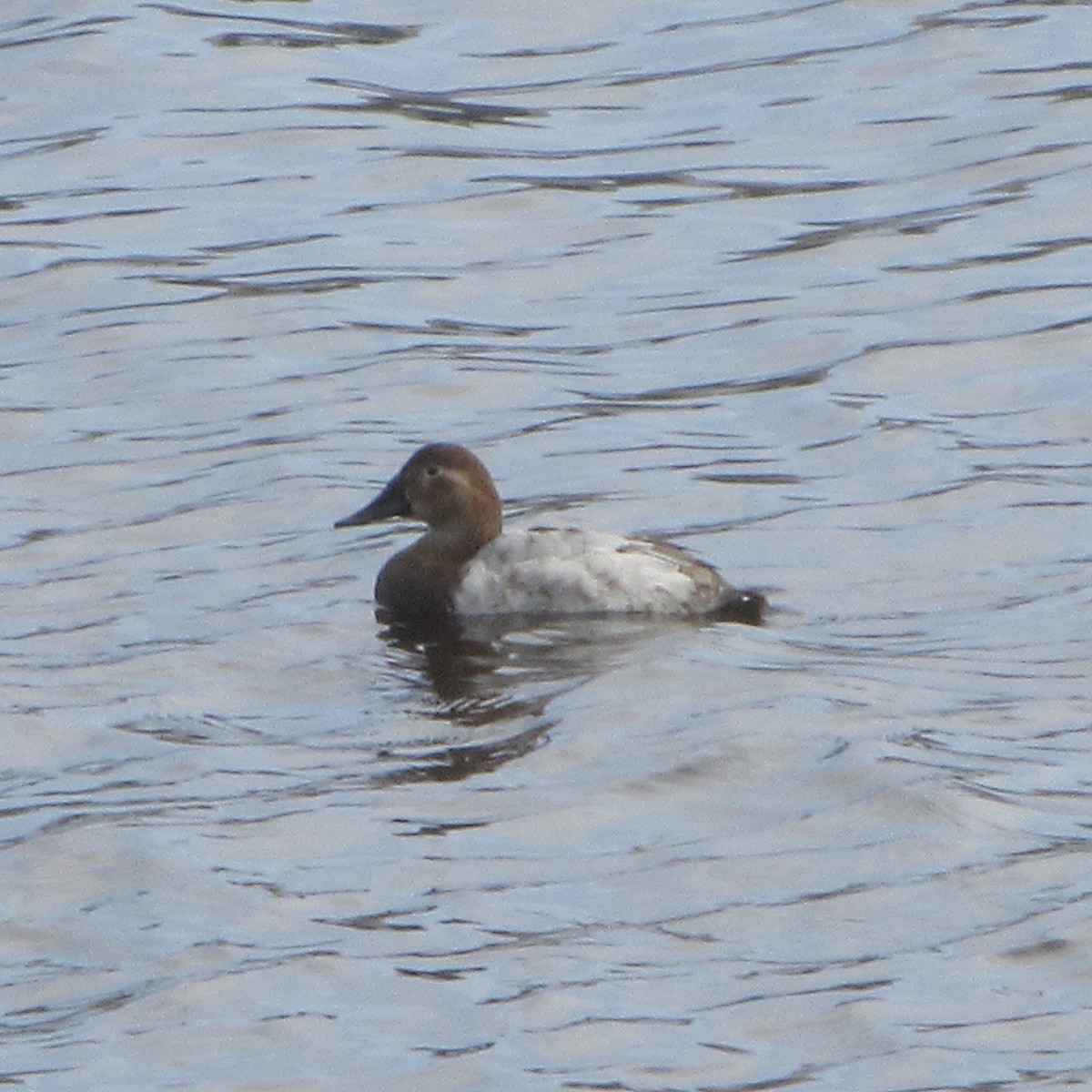 Canvasback - ML630874970