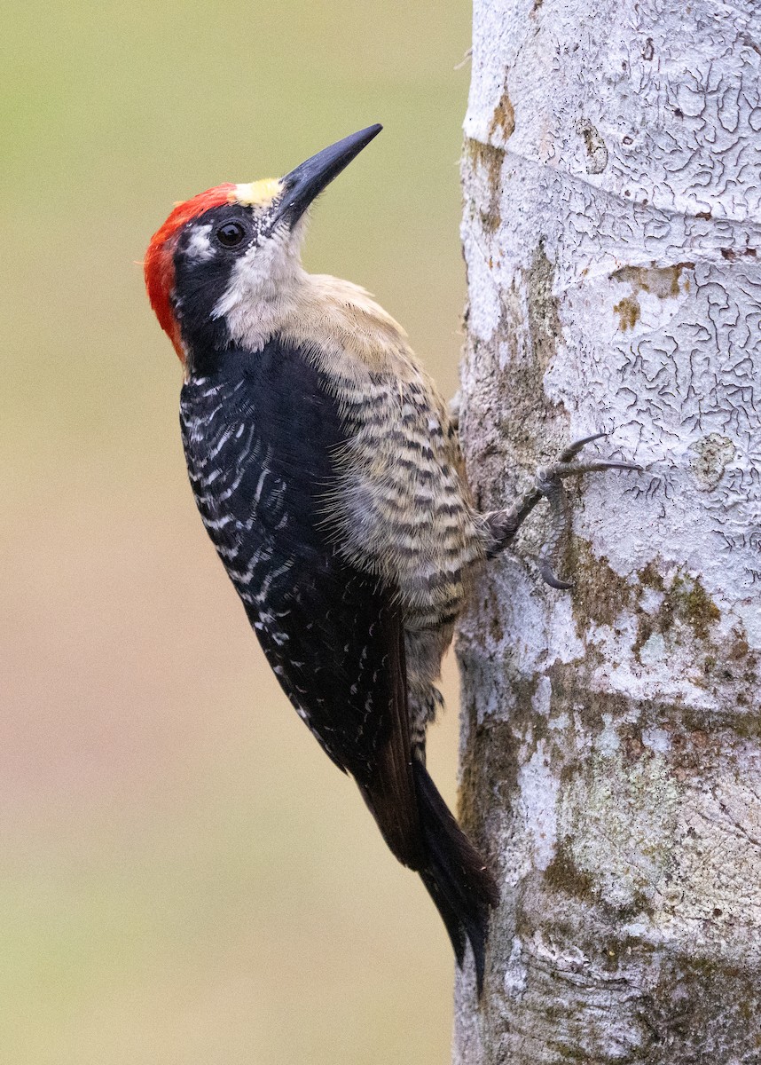 Black-cheeked Woodpecker - ML630875002