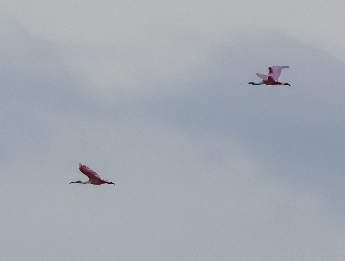 Roseate Spoonbill - ML630875053