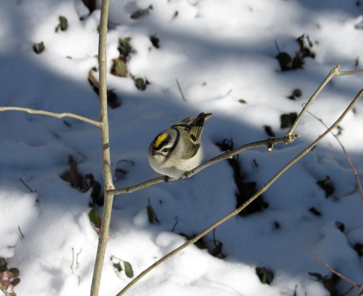 Golden-crowned Kinglet - ML630875076