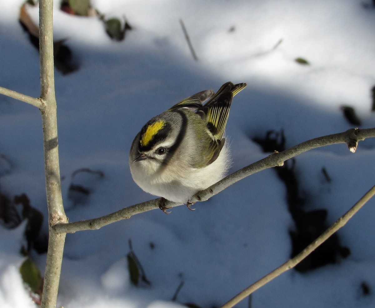 Golden-crowned Kinglet - ML630875077