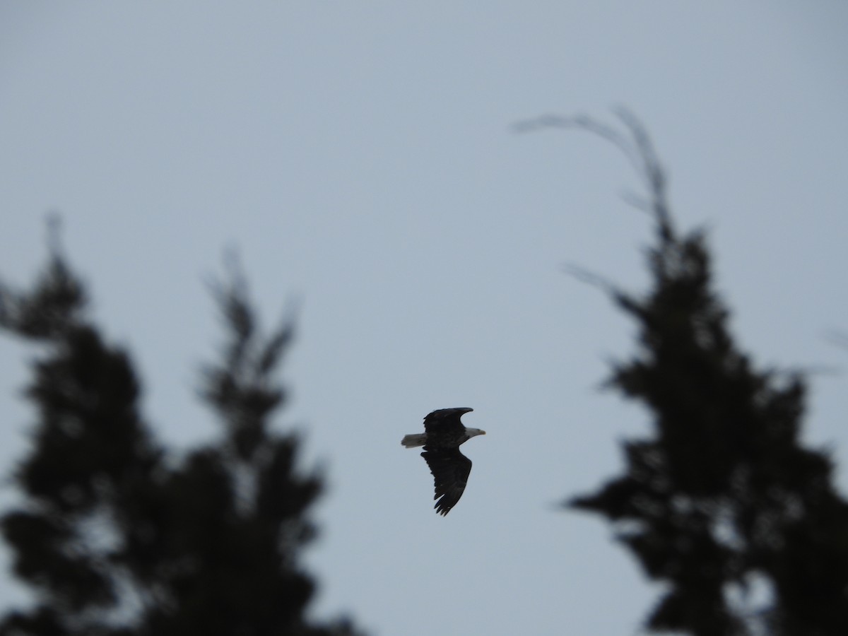 Bald Eagle - ML630875093
