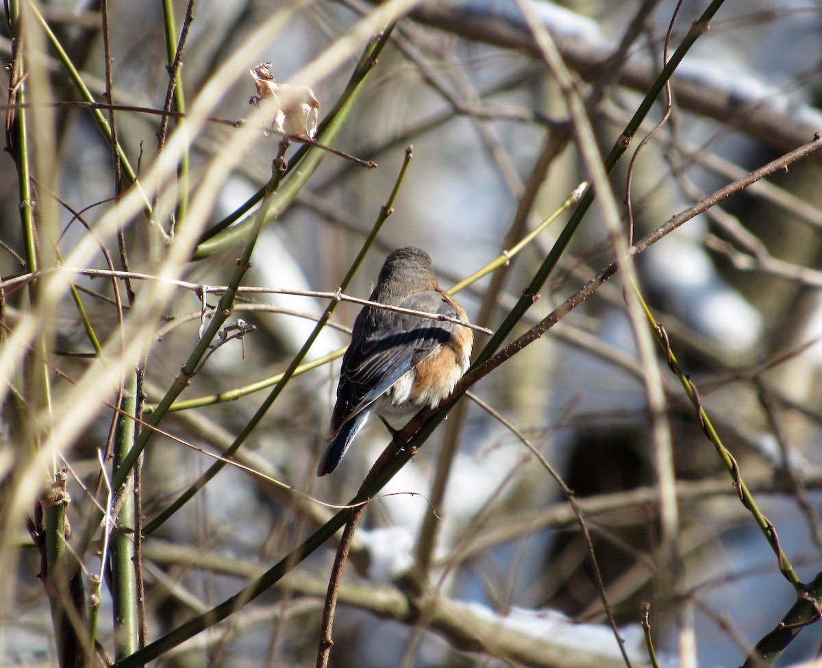 Eastern Bluebird - ML630875095
