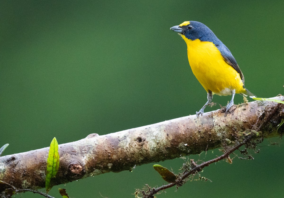 Yellow-throated Euphonia - ML630875151