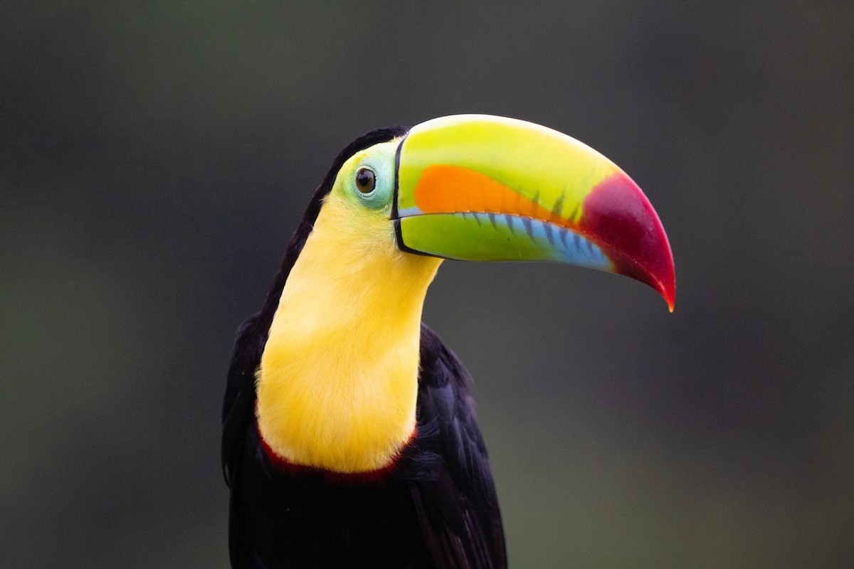 Keel-billed Toucan - ML630875178
