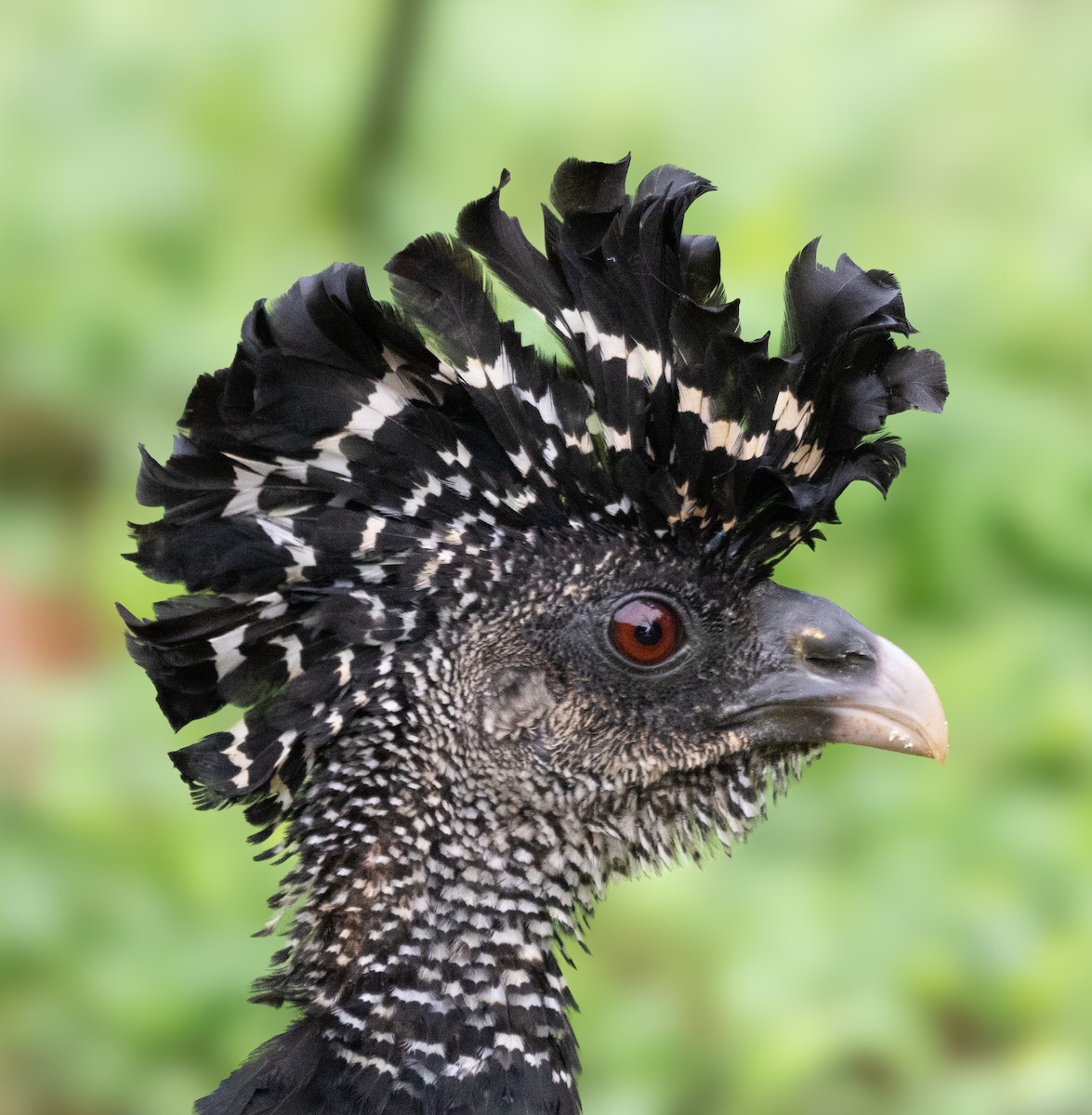 Great Curassow - ML630875203