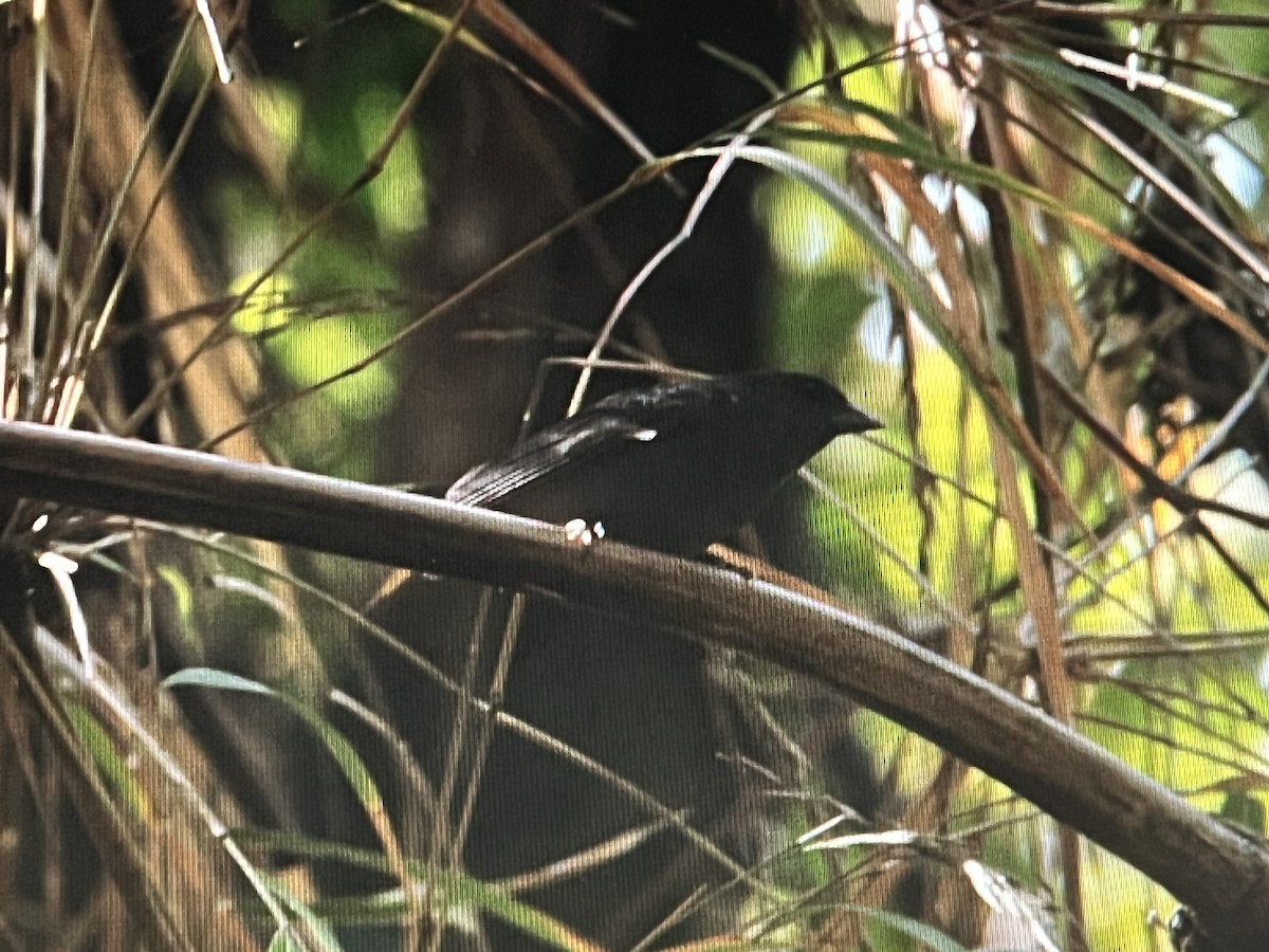 Slaty Finch - ML630875221