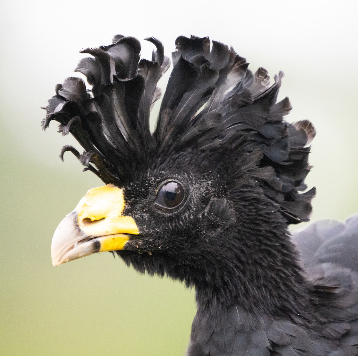 Great Curassow - ML630875265