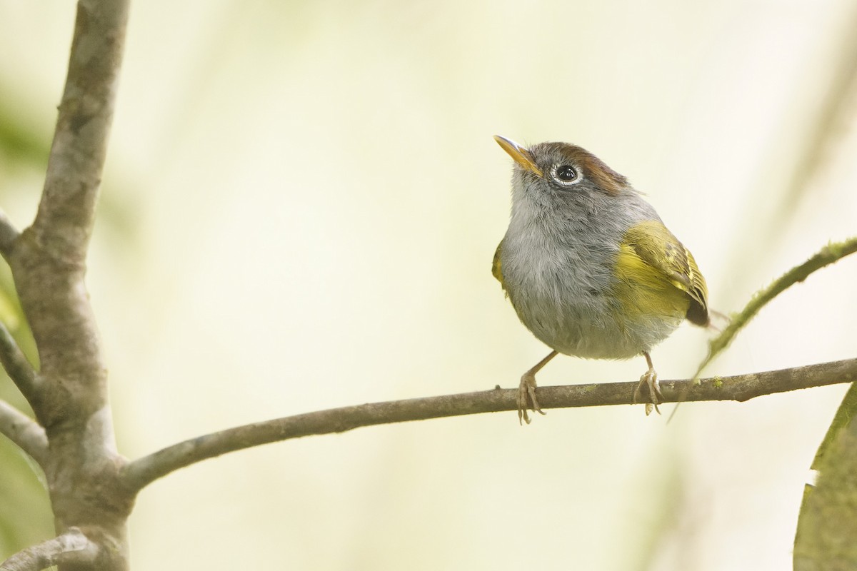 Chestnut-crowned Warbler - ML630875574