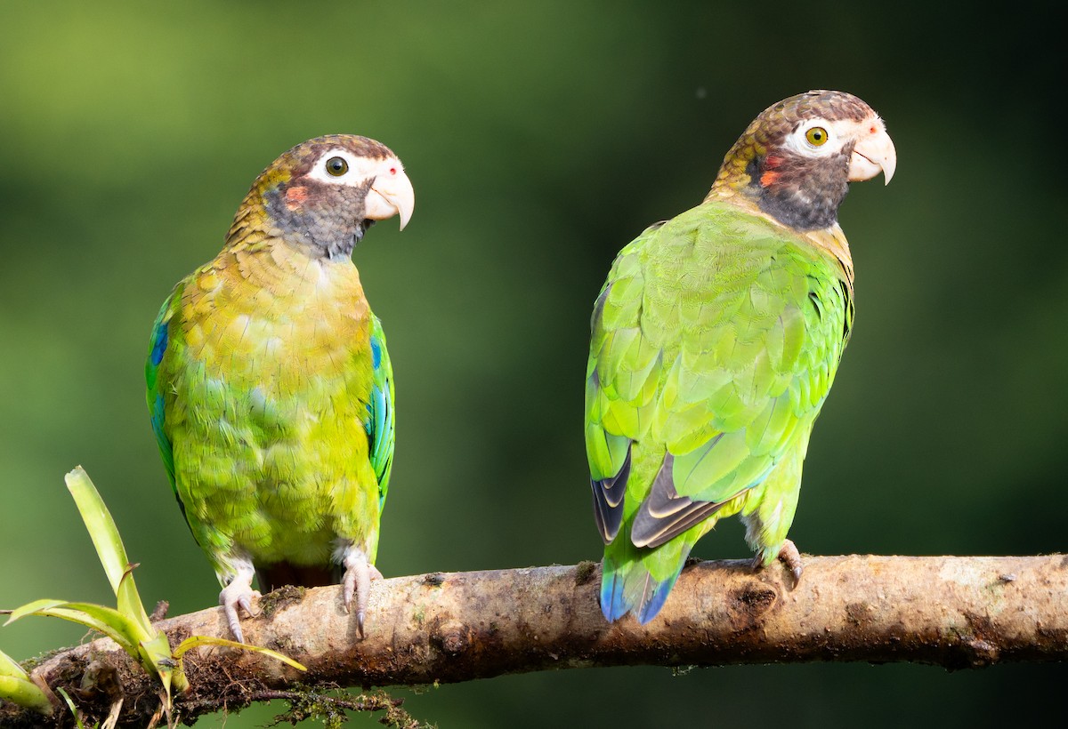 Brown-hooded Parrot - ML630875616