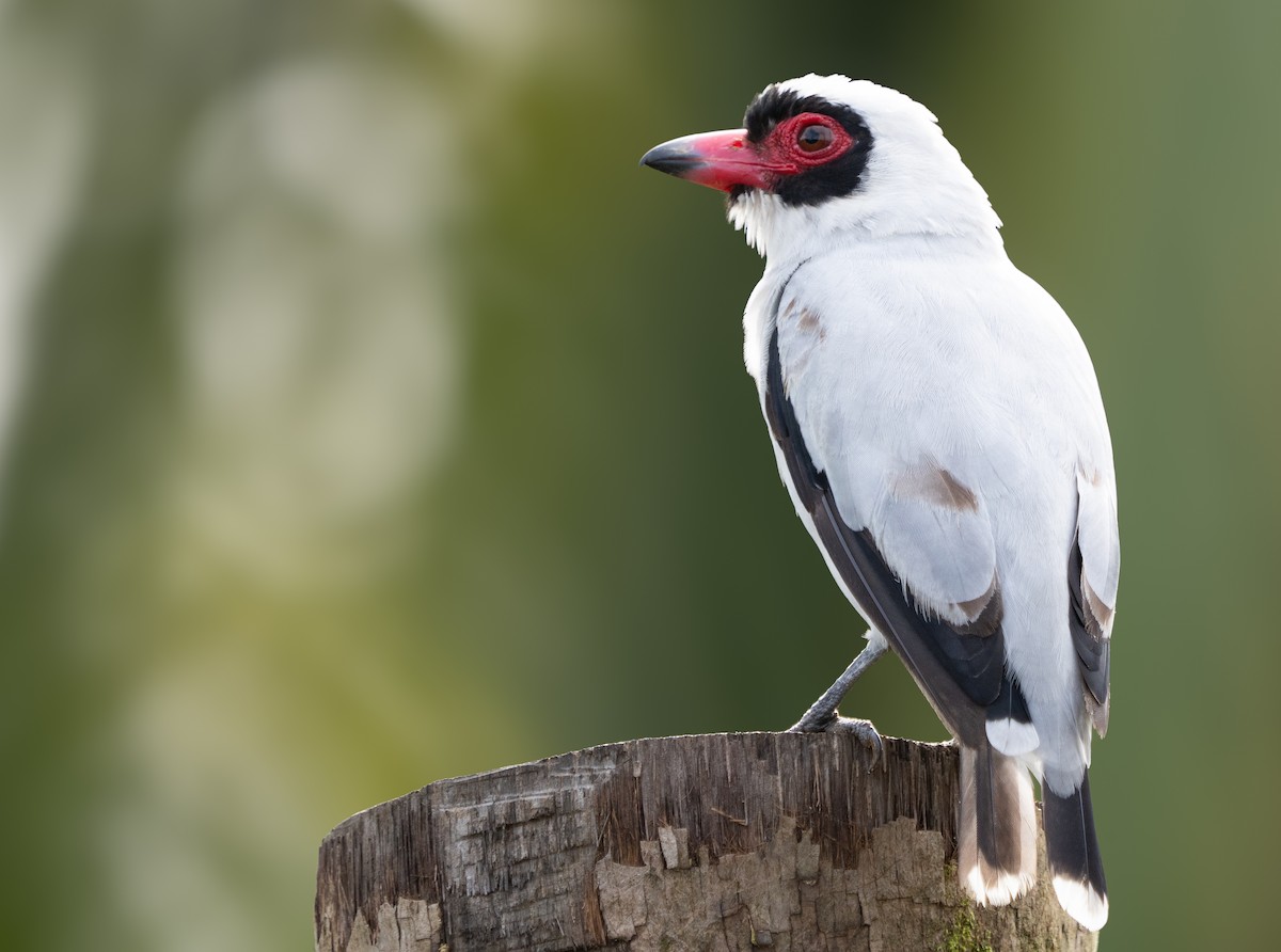 Masked Tityra - ML630875729