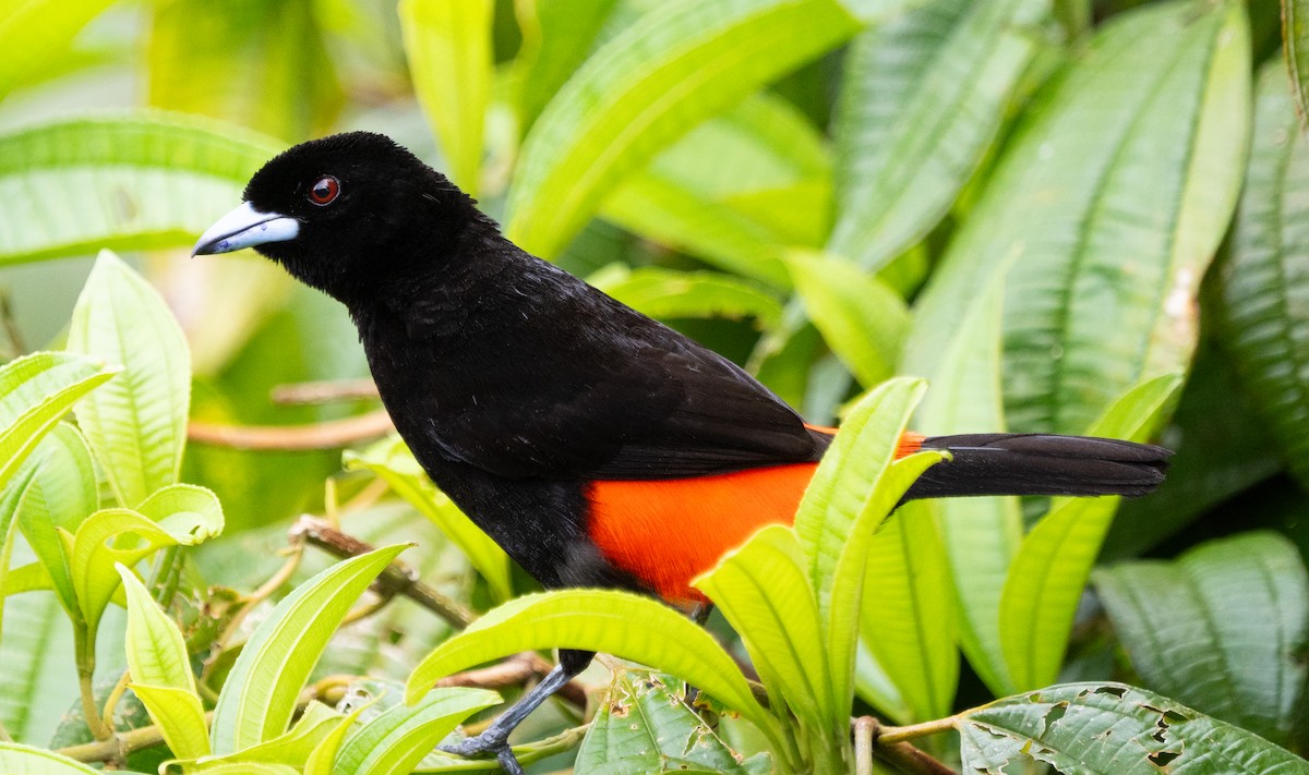 Scarlet-rumped Tanager - ML630875771