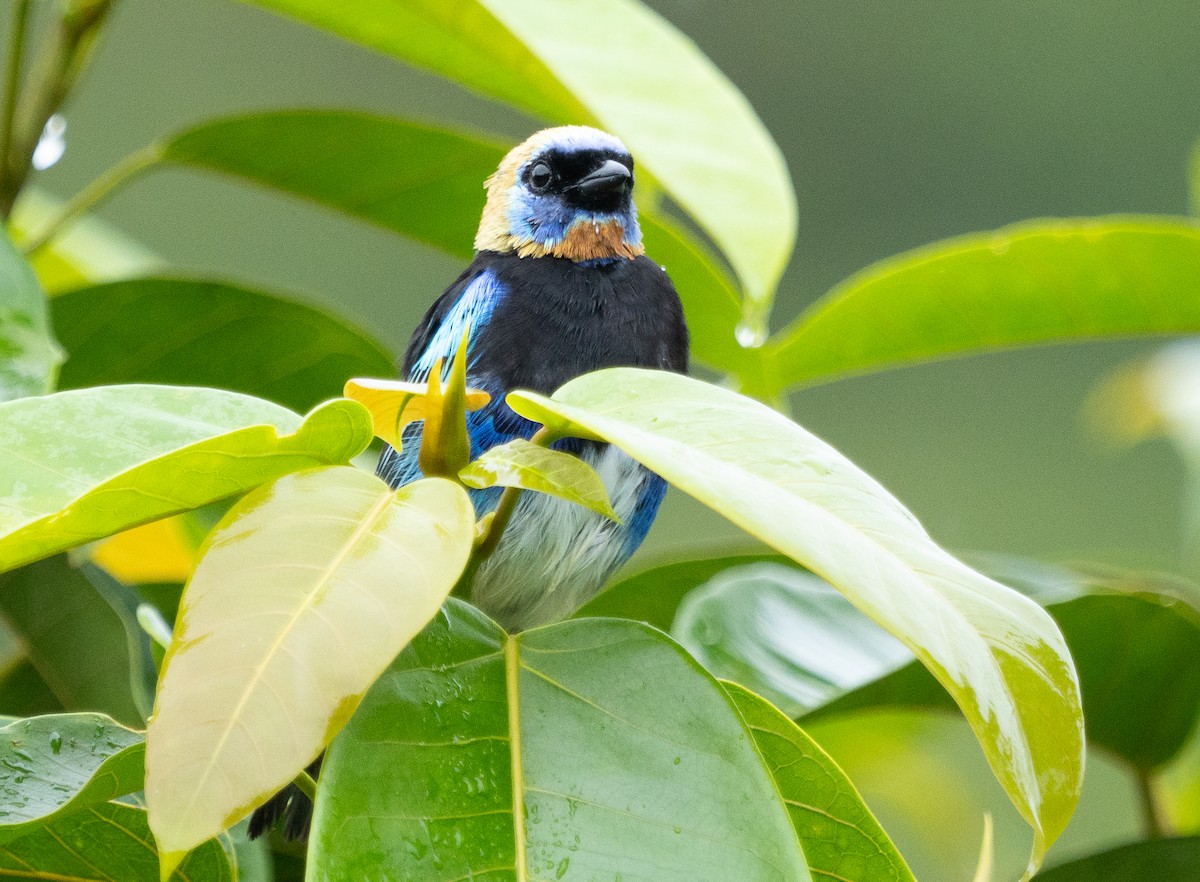 Golden-hooded Tanager - ML630875834