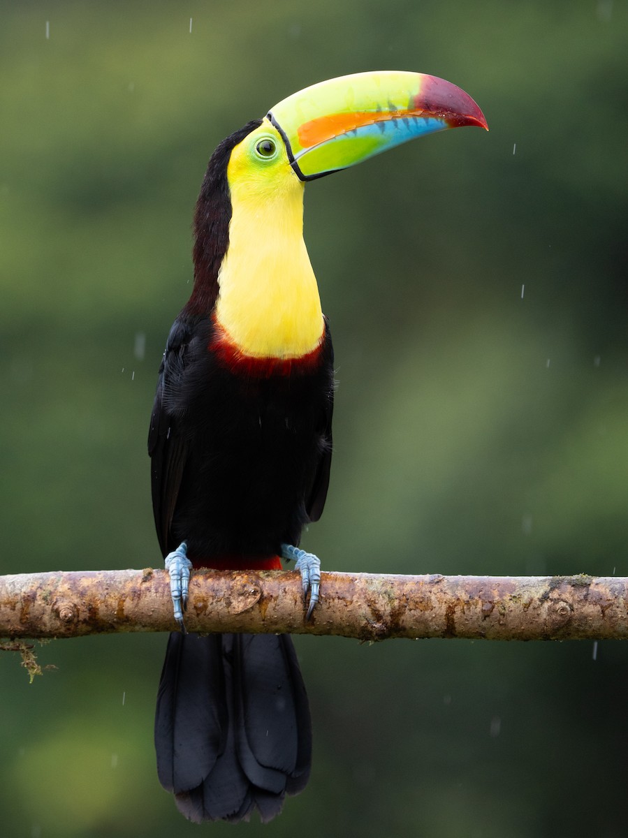Keel-billed Toucan - ML630875872