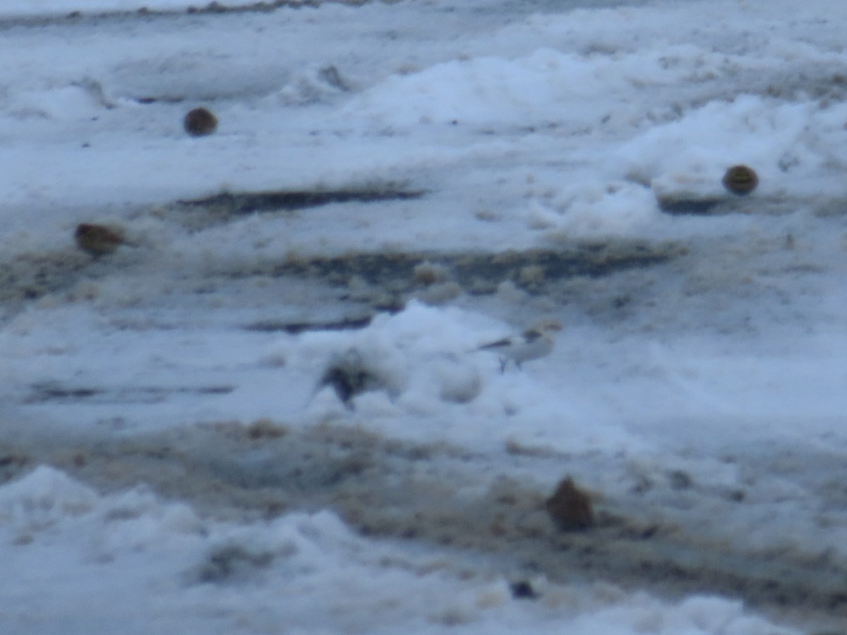 Цасч хөмрөг - ML630876088