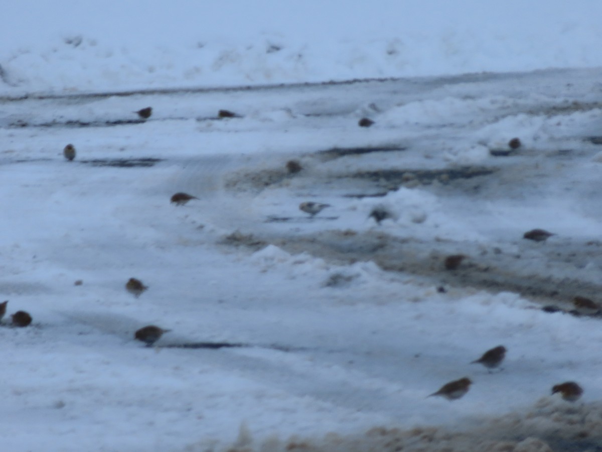 Цасч хөмрөг - ML630876089