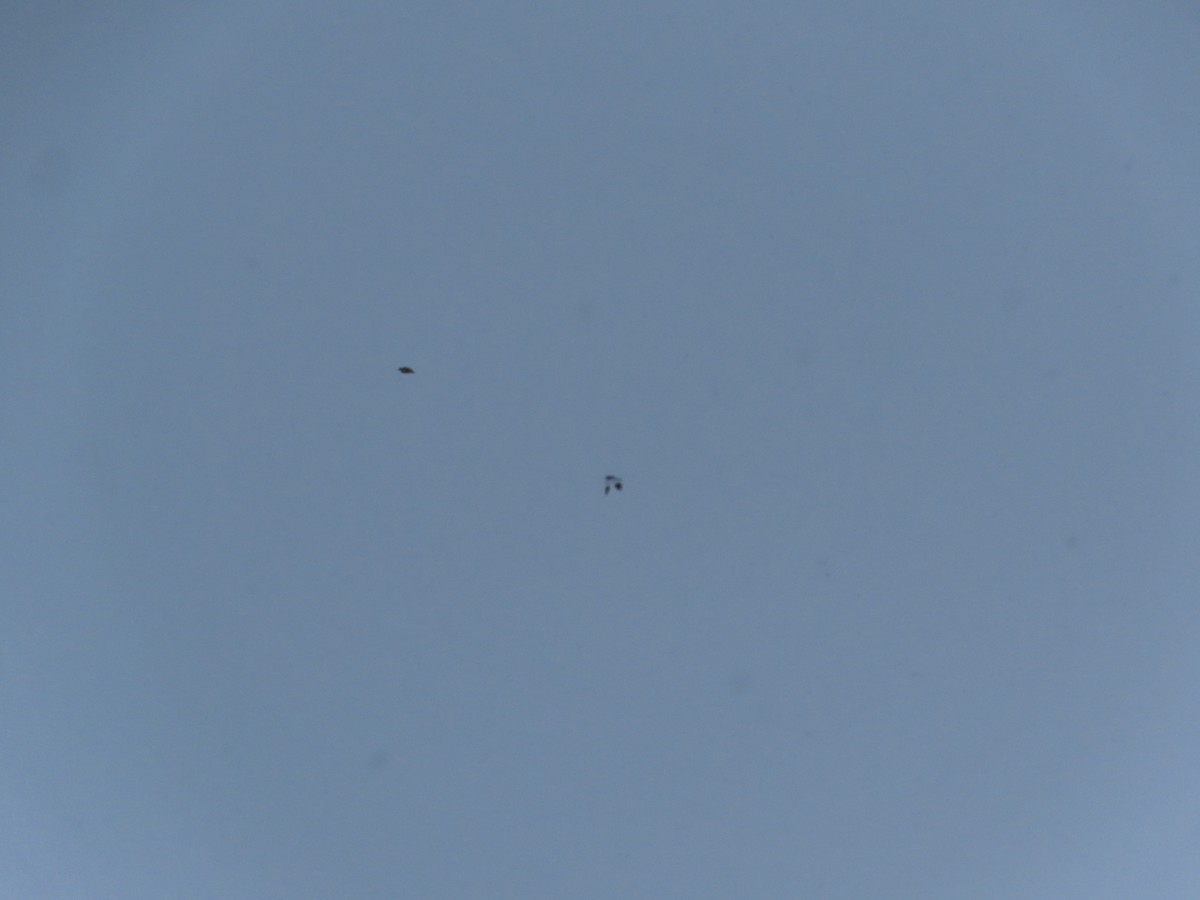 Цасч хөмрөг - ML630876090