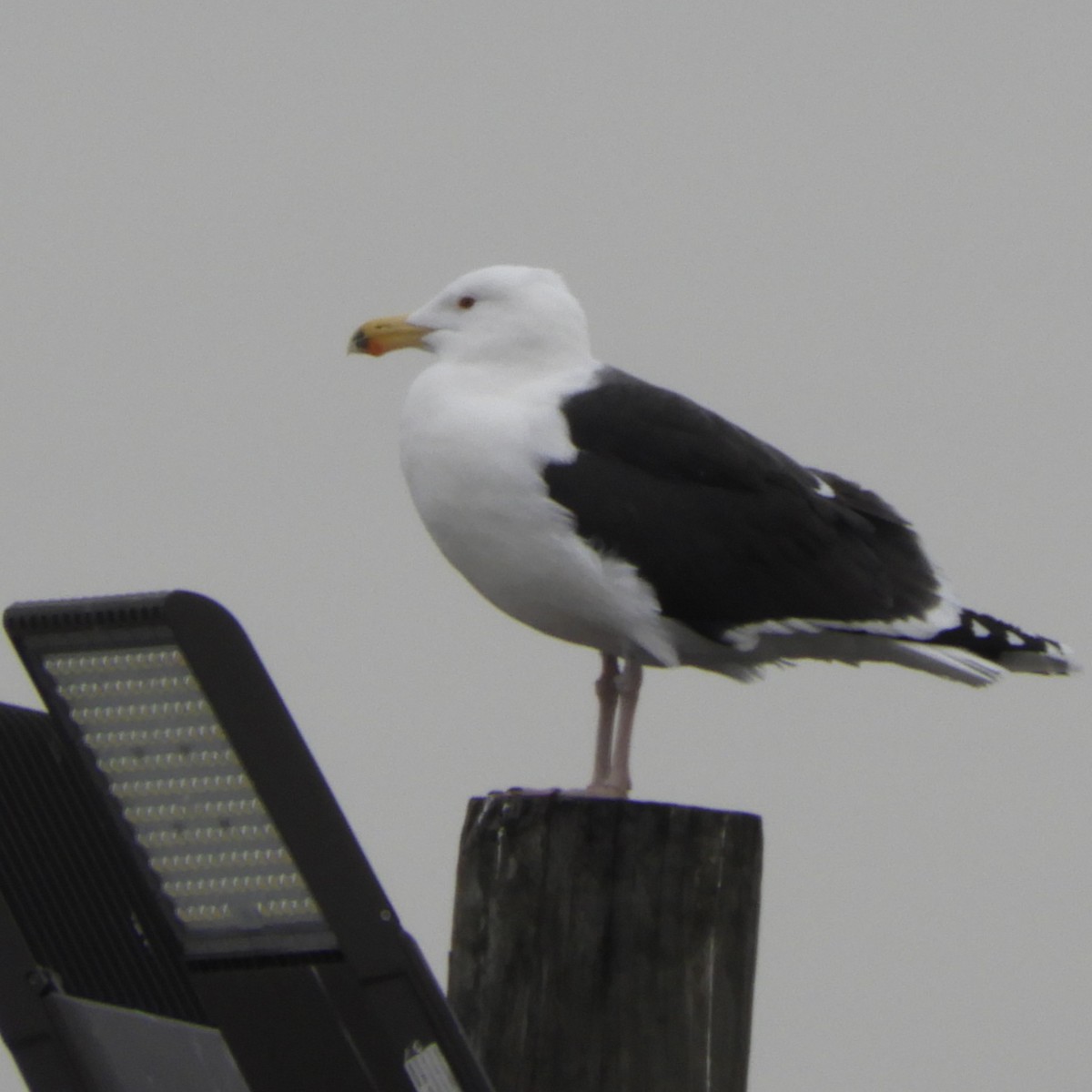 Great Black-backed Gull - ML630876511