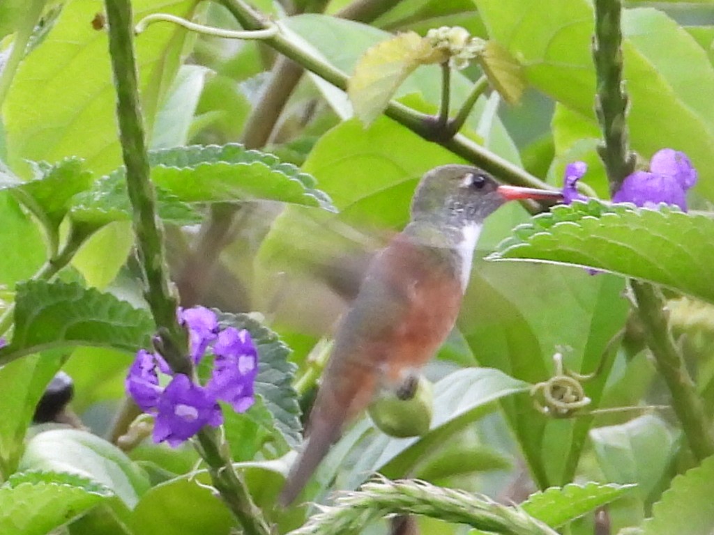 Amazilia Hummingbird - ML630876513