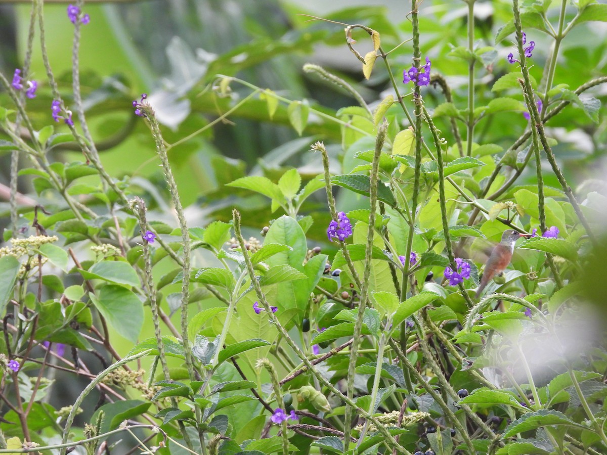 Amazilia Hummingbird - ML630876528