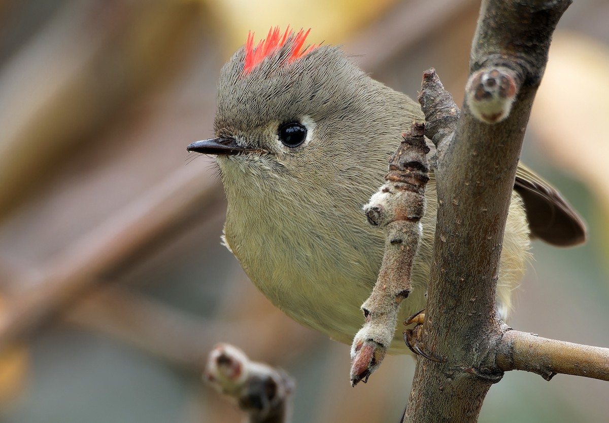 ML630876615 - Ruby-crowned Kinglet - Macaulay Library