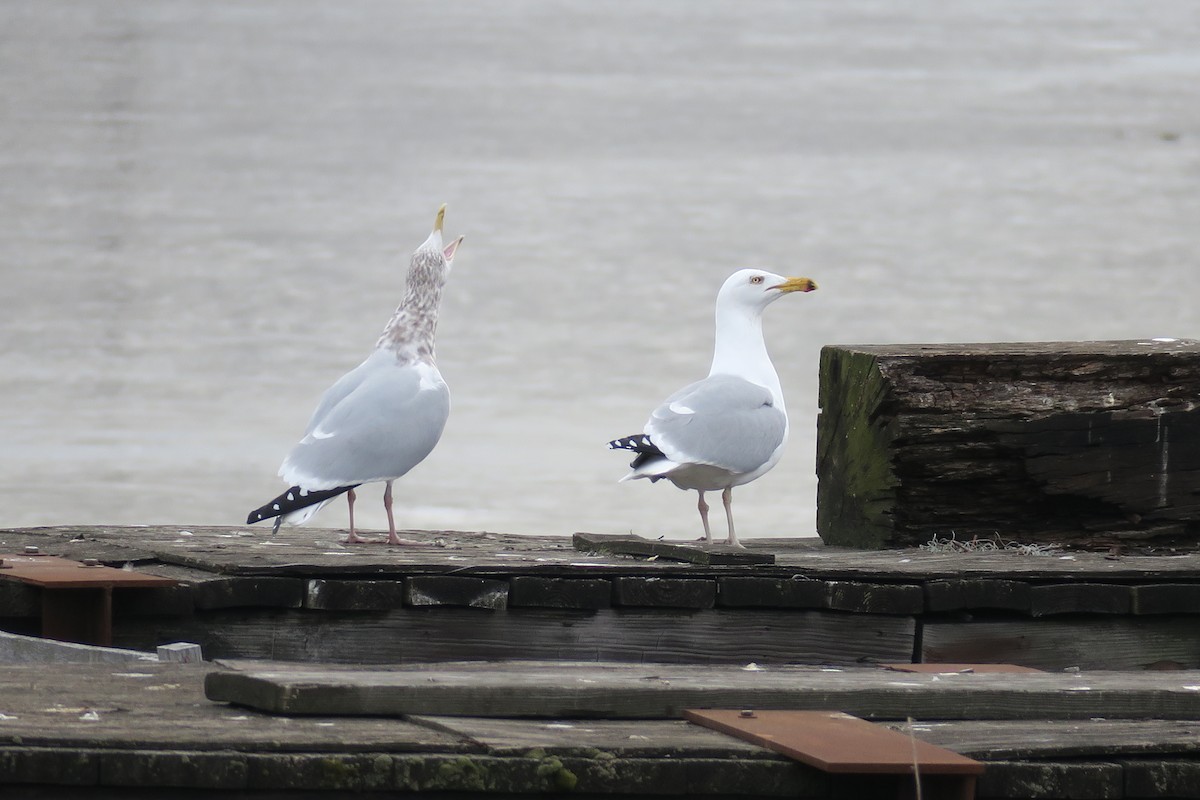 American Herring Gull - ML630876650