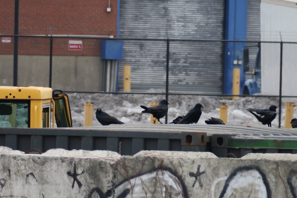 crow sp. - ML630876766