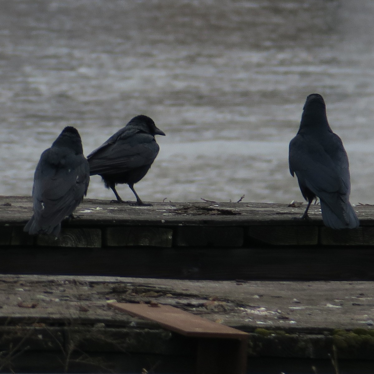crow sp. - ML630876774