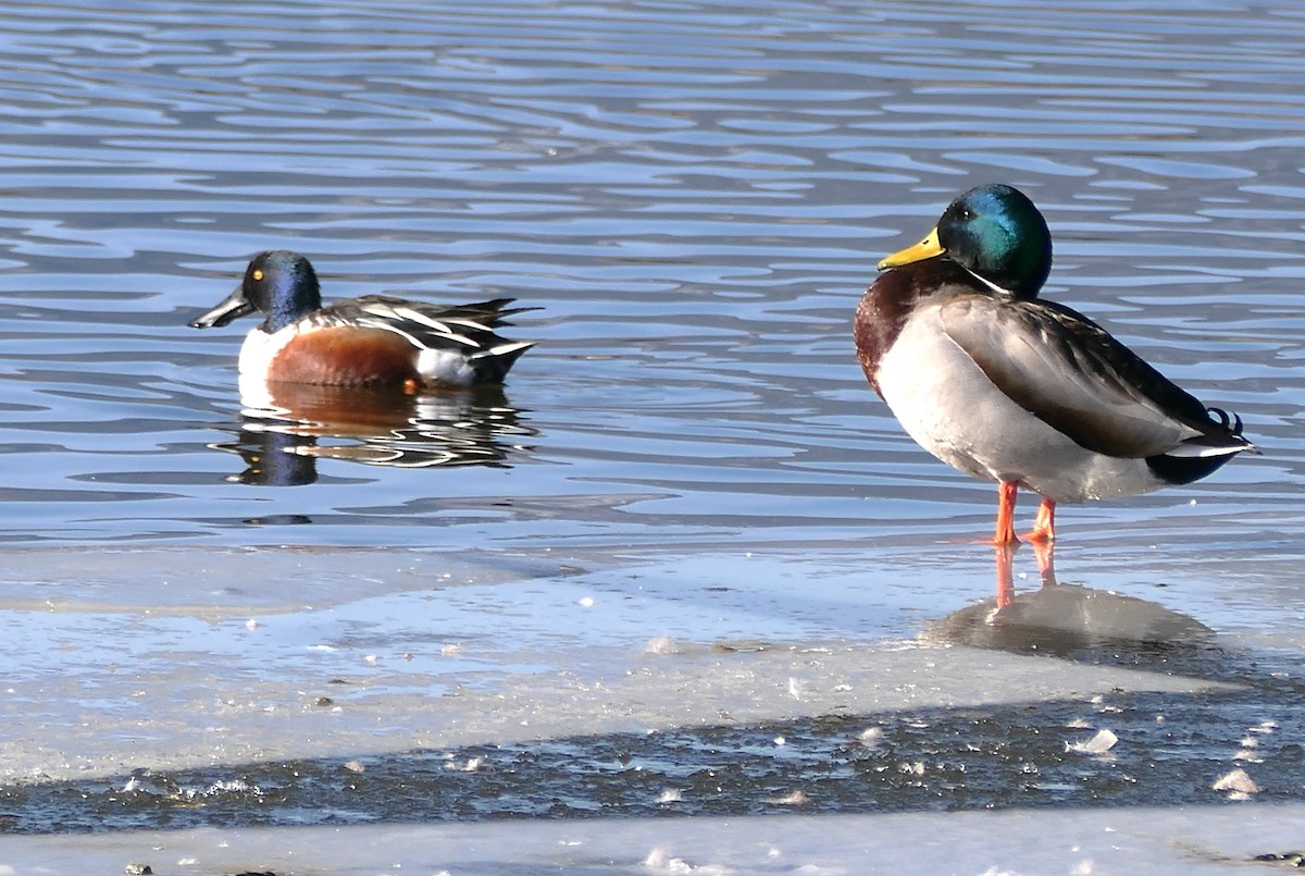 מרית צפונית - ML630876985