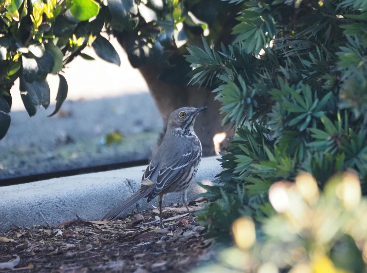 Sage Thrasher - ML630877059