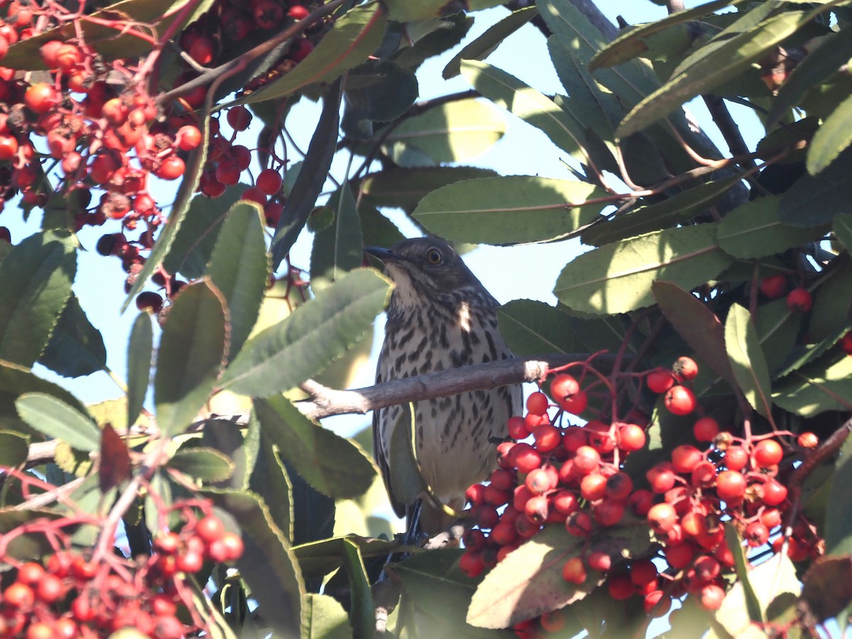 Sage Thrasher - ML630877060