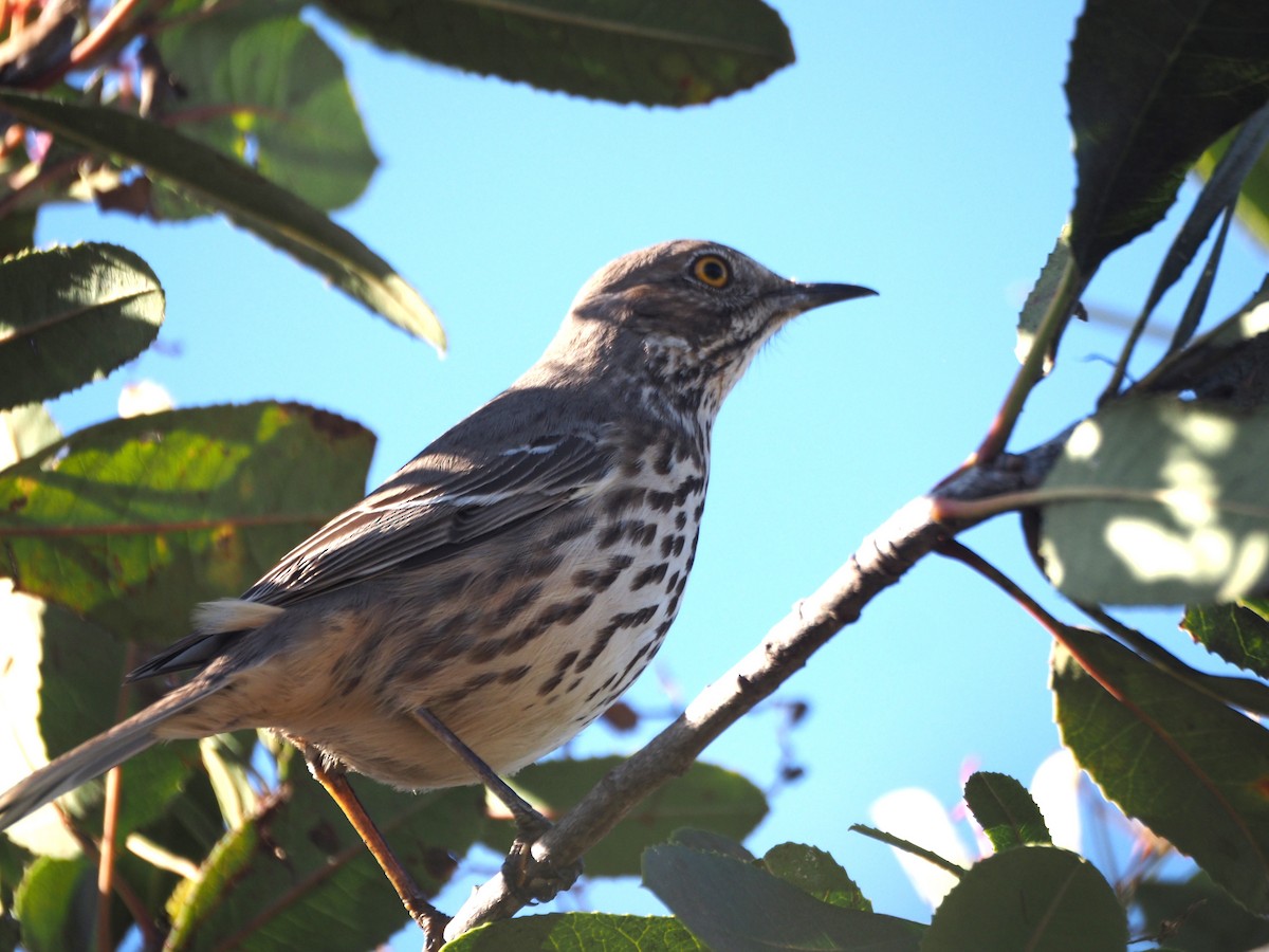 Sage Thrasher - ML630877061