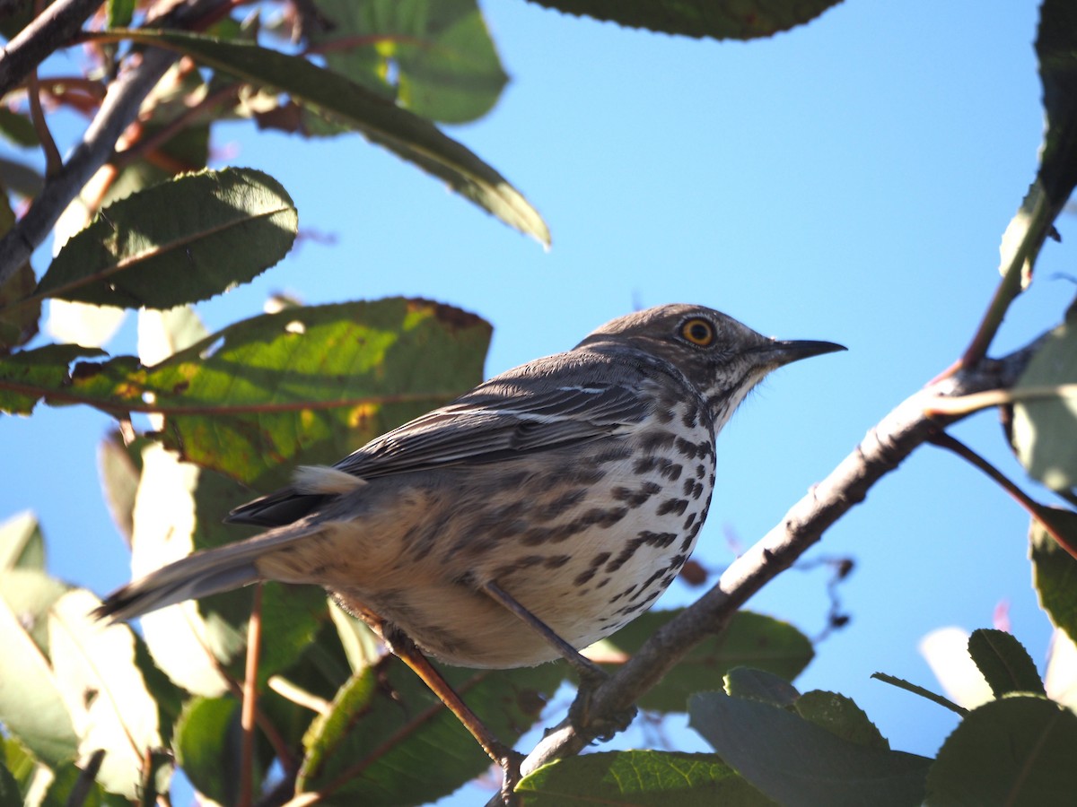 Sage Thrasher - ML630877062