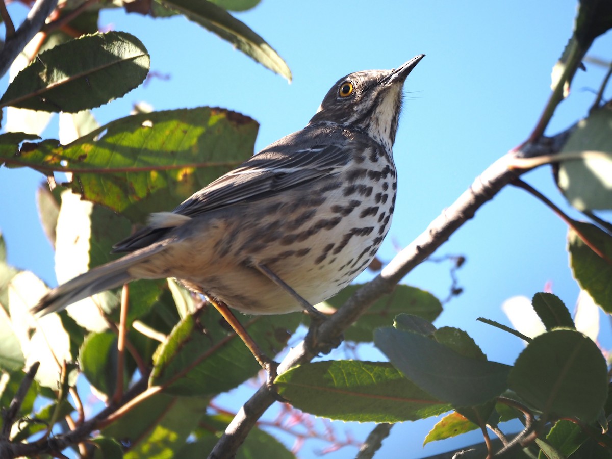 Sage Thrasher - ML630877063