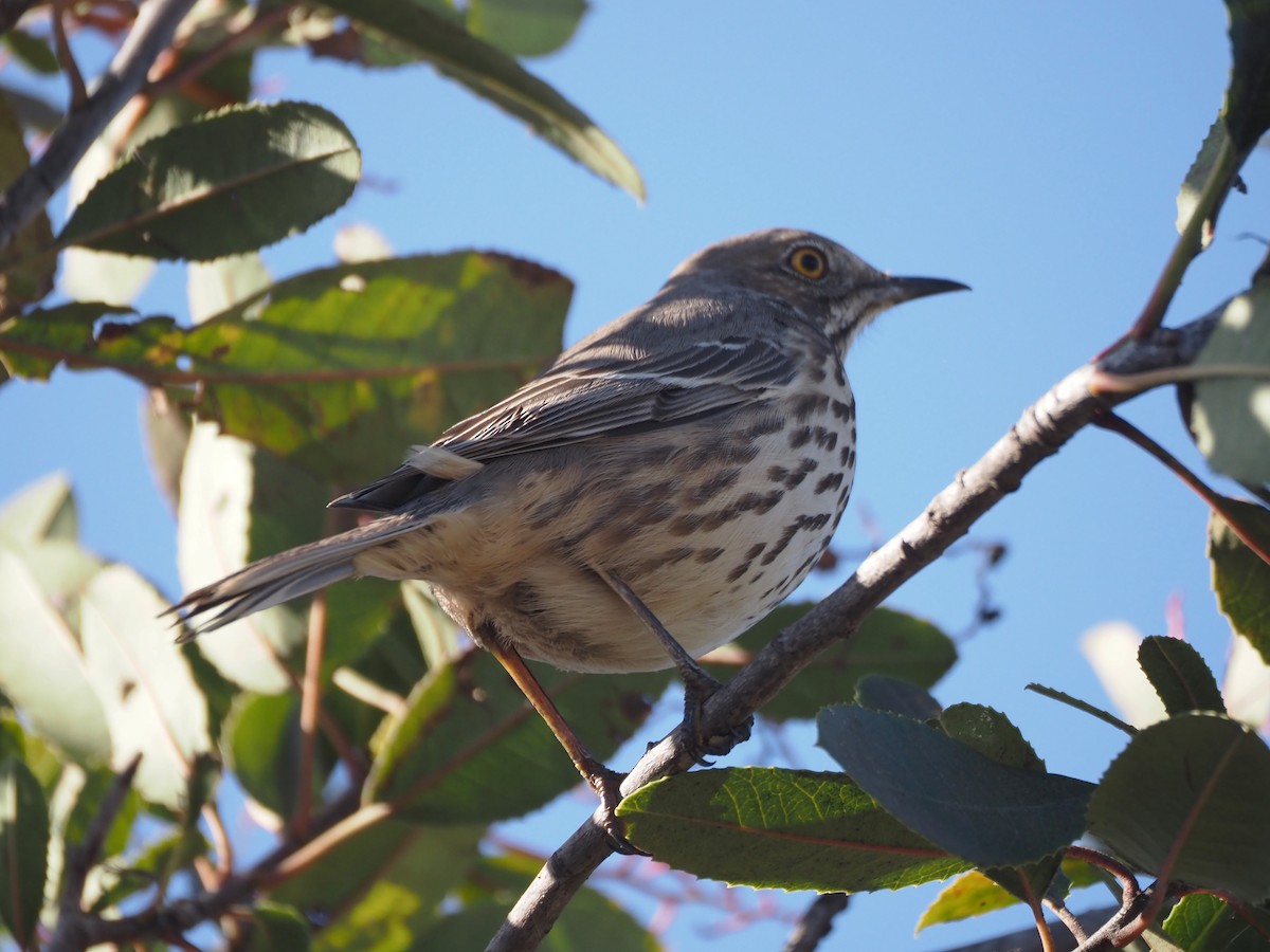 Sage Thrasher - ML630877064