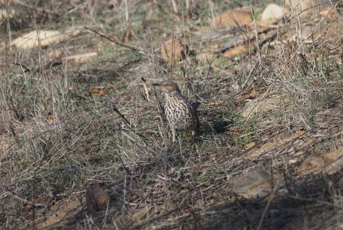 Sage Thrasher - ML630877065
