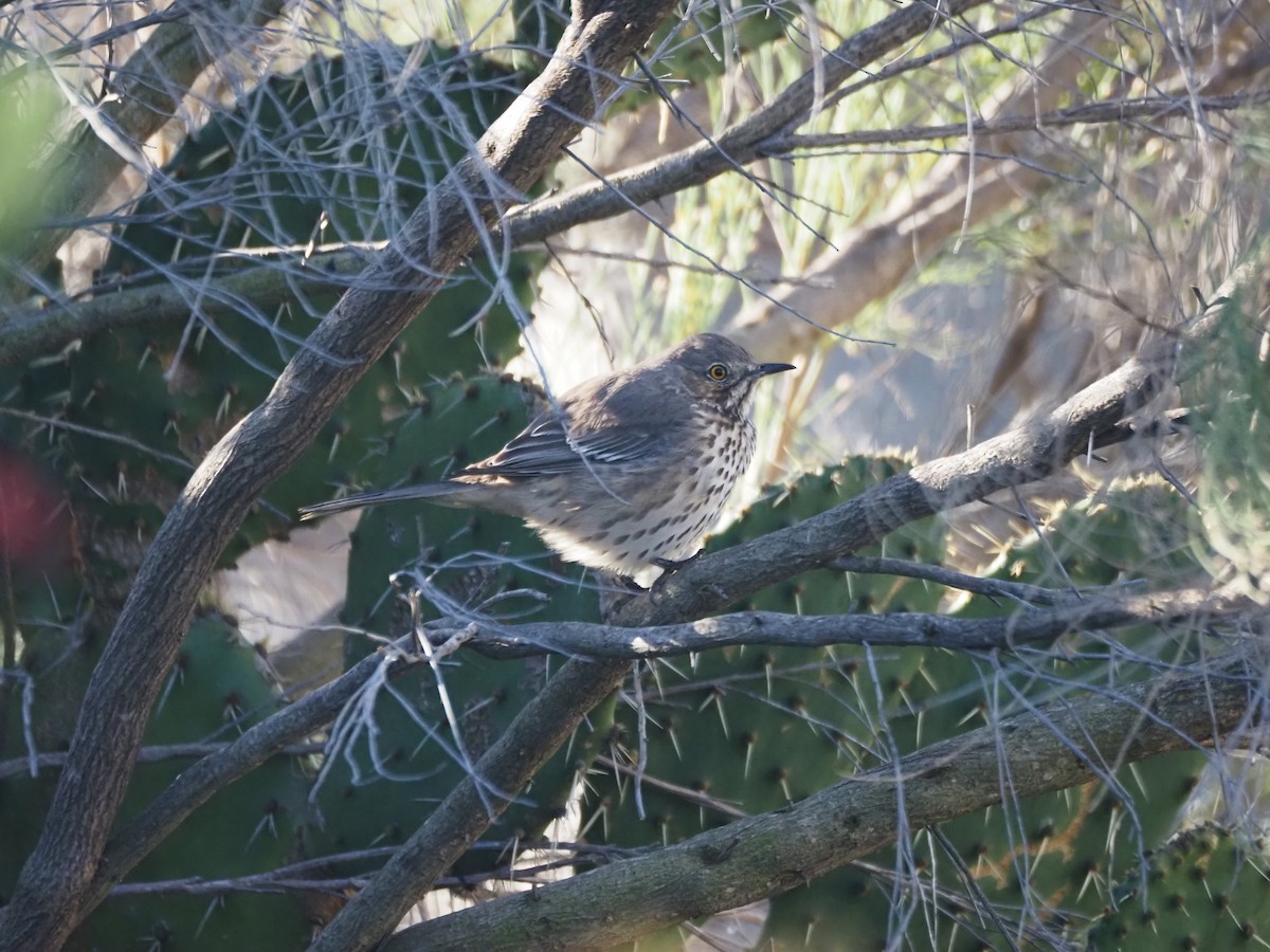 Sage Thrasher - ML630877066