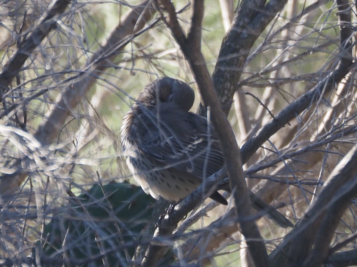Sage Thrasher - ML630877071