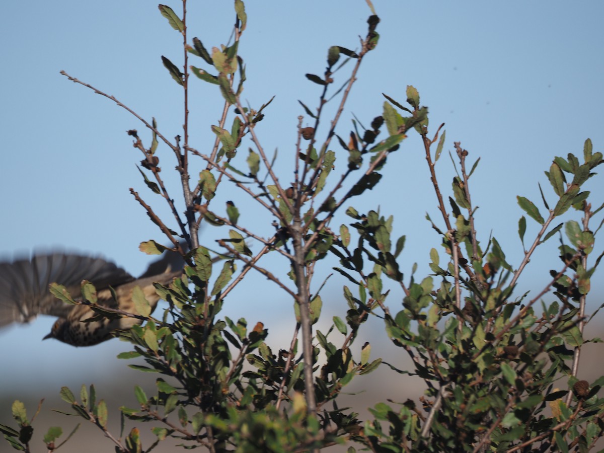 Sage Thrasher - ML630877072
