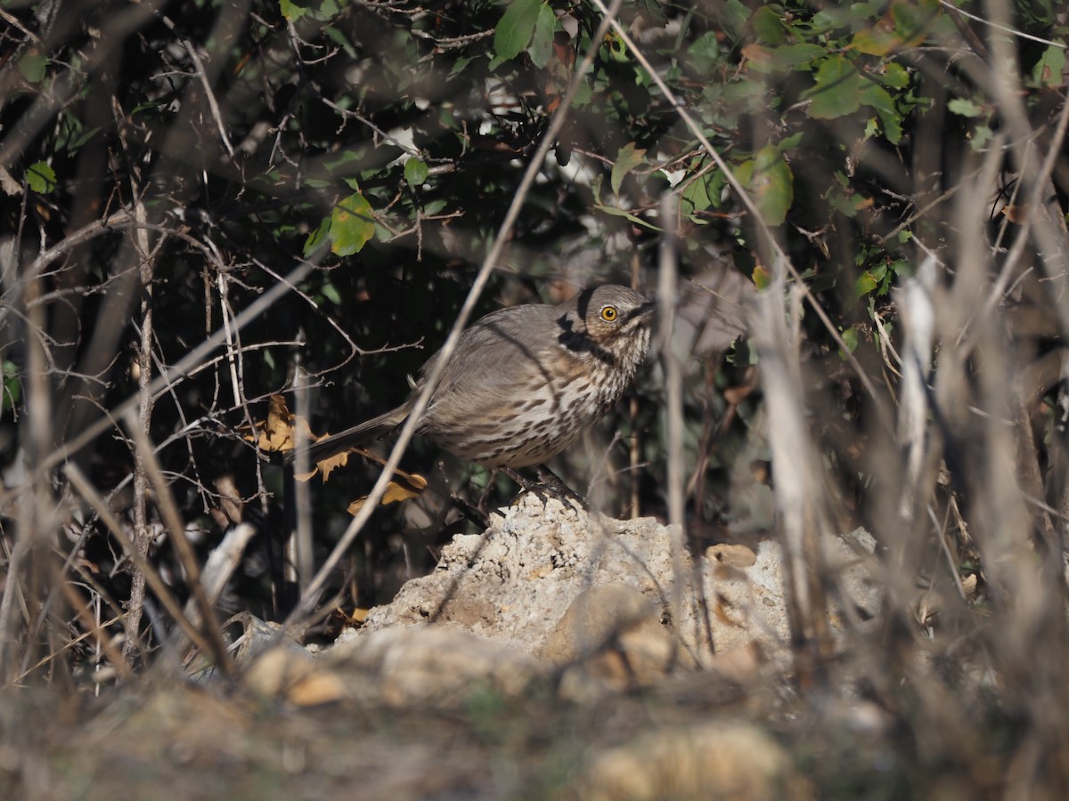 Sage Thrasher - ML630877081