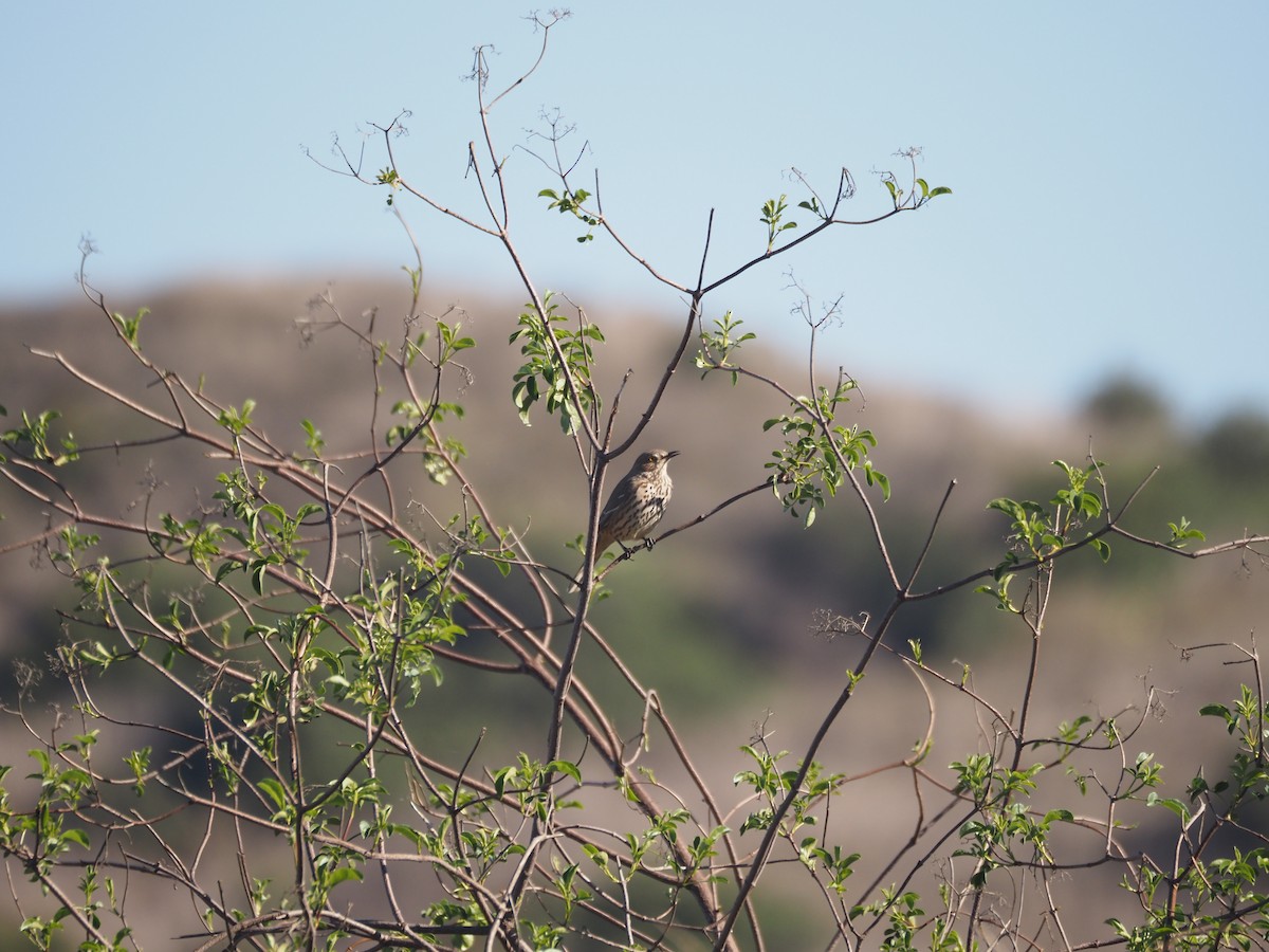 Sage Thrasher - ML630877082