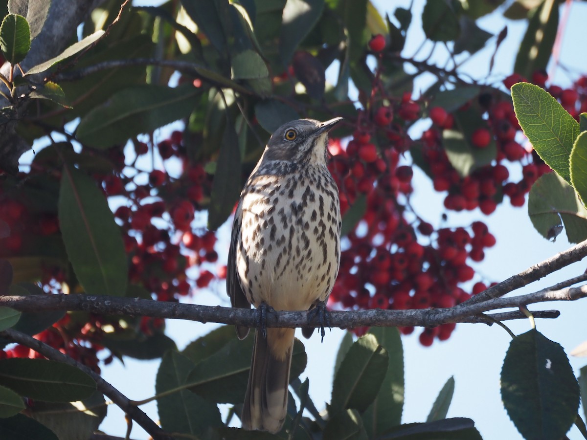Sage Thrasher - ML630877083