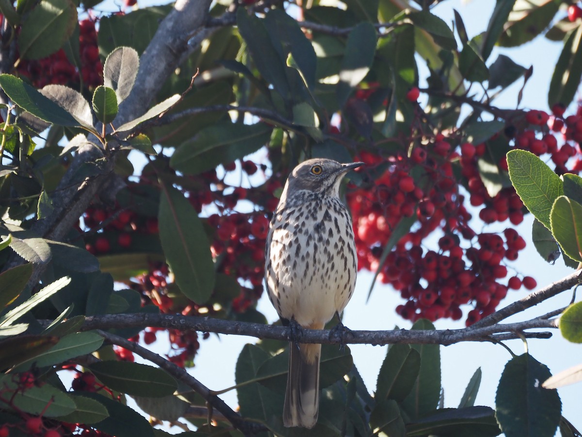 Sage Thrasher - ML630877084